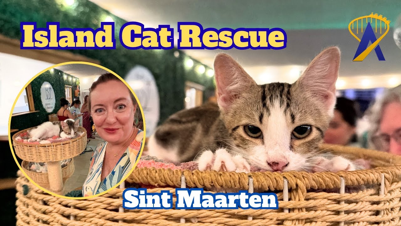 Video thumbnail for Island Cat Rescue and Adoption Center - Sint Maarten