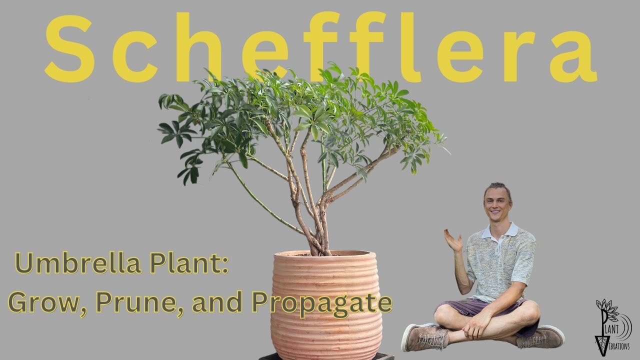 Video thumbnail for SCHEFFLERA Umbrella Plant - How to Grow, Prune, & Propagate