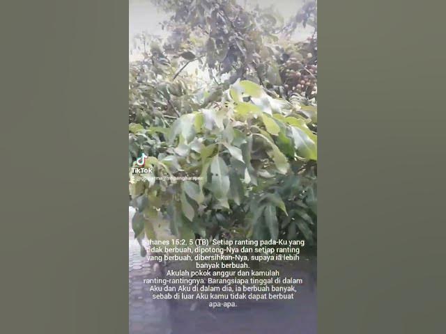 Video thumbnail for Bertumbuh dan Berbuah Lebat