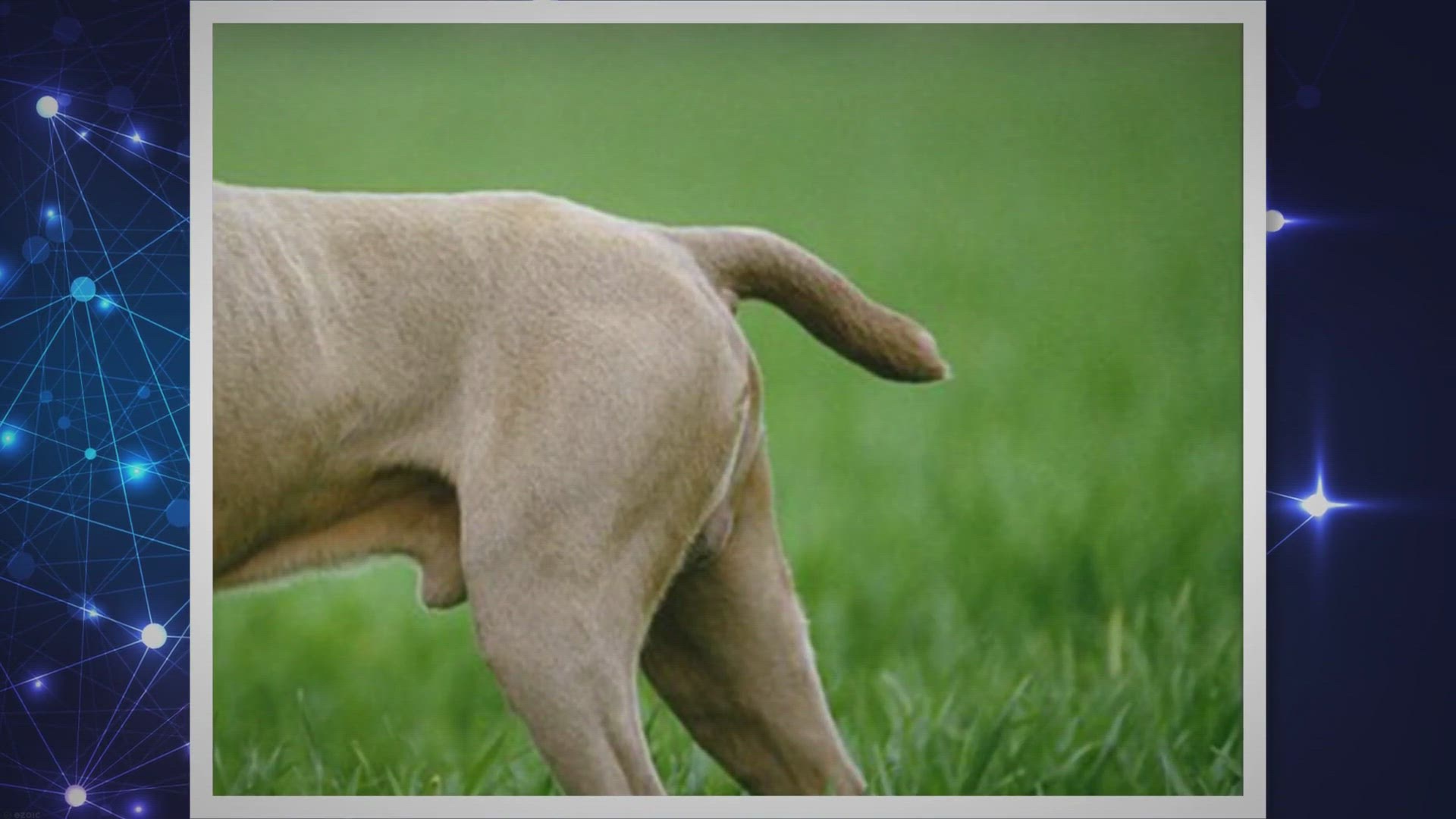 Video thumbnail for Why are Weimaraner tails docked