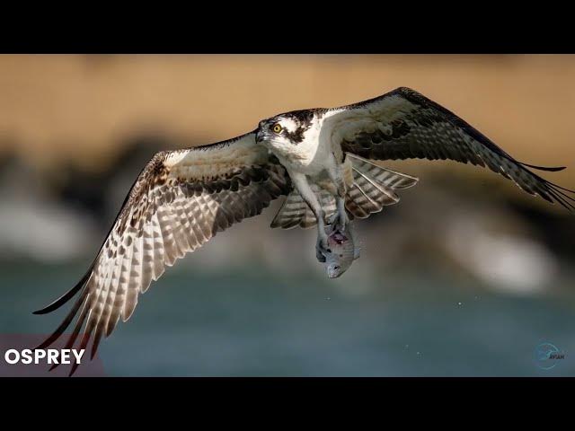 Video thumbnail for Hawks in Montana: Feathered Wardens of the Treasure State