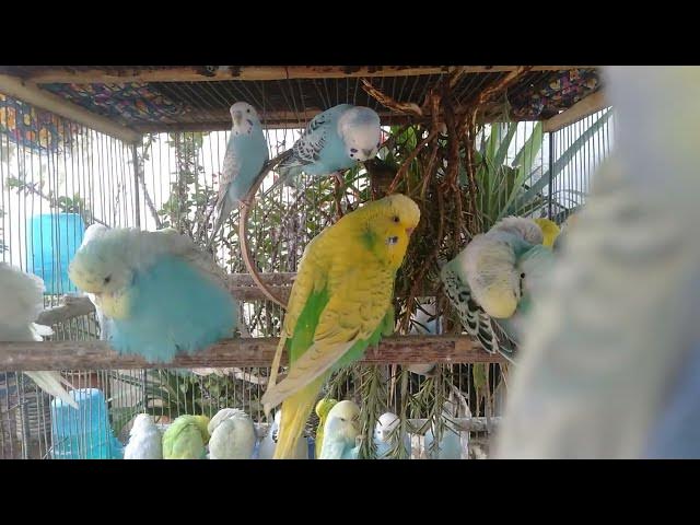 Video thumbnail for Budgie Love Story 💘🎶  Cute Chirps Full of Joy