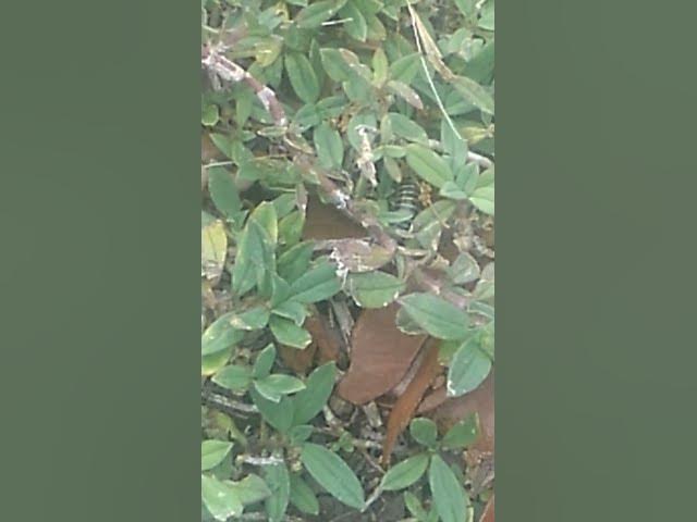 Video thumbnail for Close View Of Worm