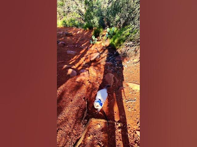 Video thumbnail for Sunrise home on a new trail with little 4 mnth old Ari. #tinypawsbigadventures #adventurecat #sedona