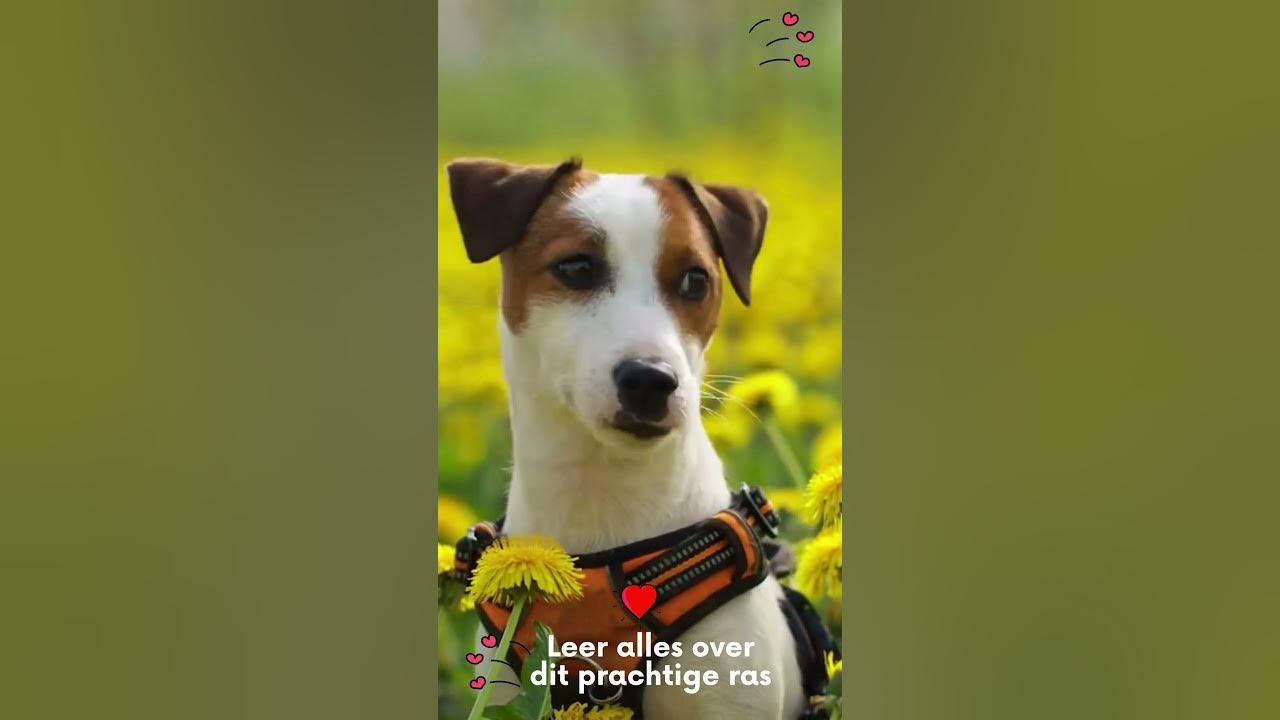 Video thumbnail for Leer alles over je favoriete huisdieren