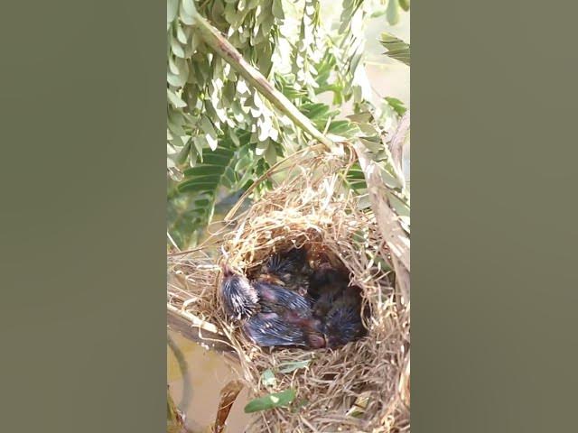 Video thumbnail for Babies Bird Cries Feed Eat (EP-88)  #birds #nature #birdfeeding #birdwatching