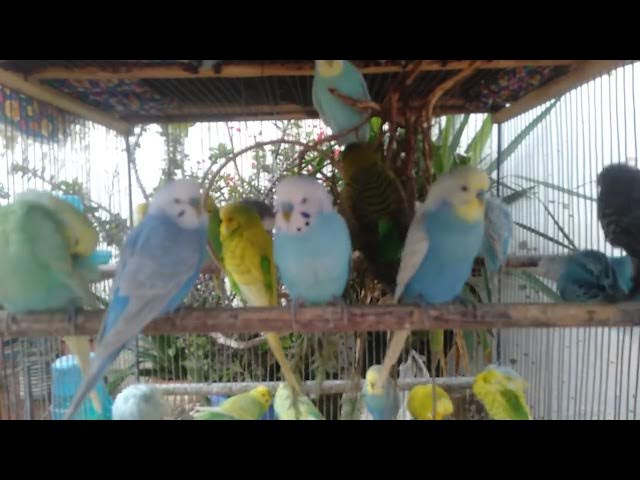 Video thumbnail for Budgies Playing & Laughing 😆🐦  Fun Sounds You’ll Replay