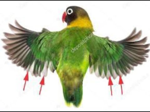 Video thumbnail for English Worm Hunt - Battle Arena : 👍 Good stream | Playing Solo | Streaming with Turnip