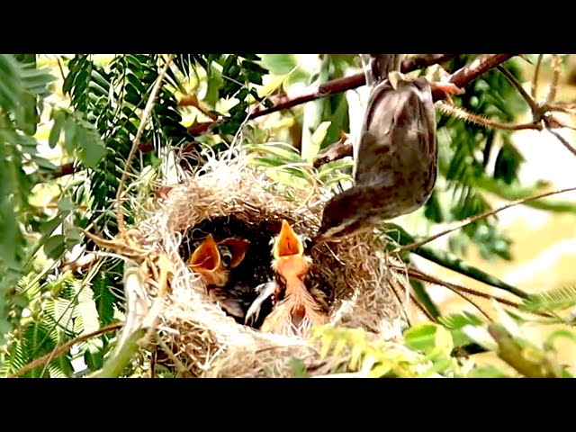 Video thumbnail for Peckish Prodigy: Baby Bird's Mealtime on the Nest