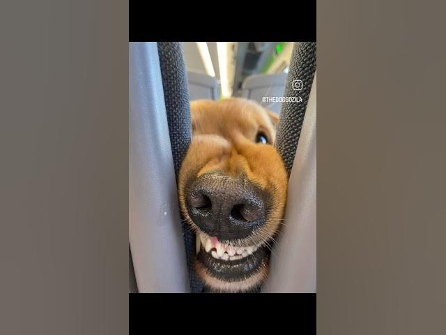 'Video thumbnail for Silly Dog Faces - Funny Dog Videos'