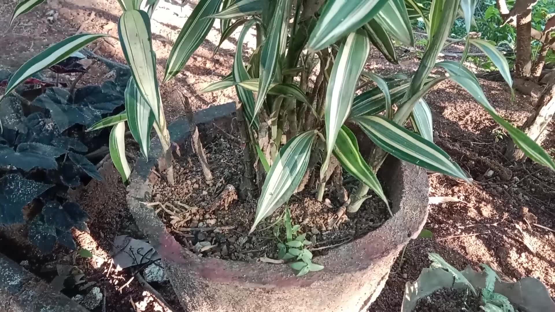 Video thumbnail for Ribbon Plant