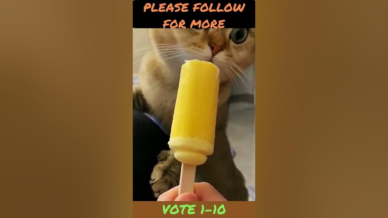 Video thumbnail for #Funny #Cat #Memes #shorts