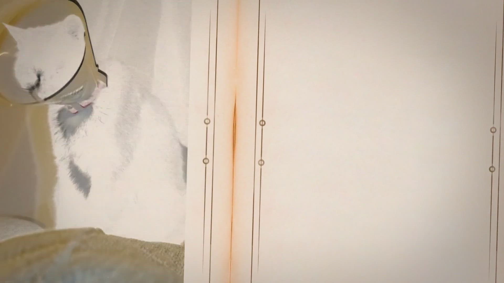 Video thumbnail for My Cat Licked Her Spay Incision