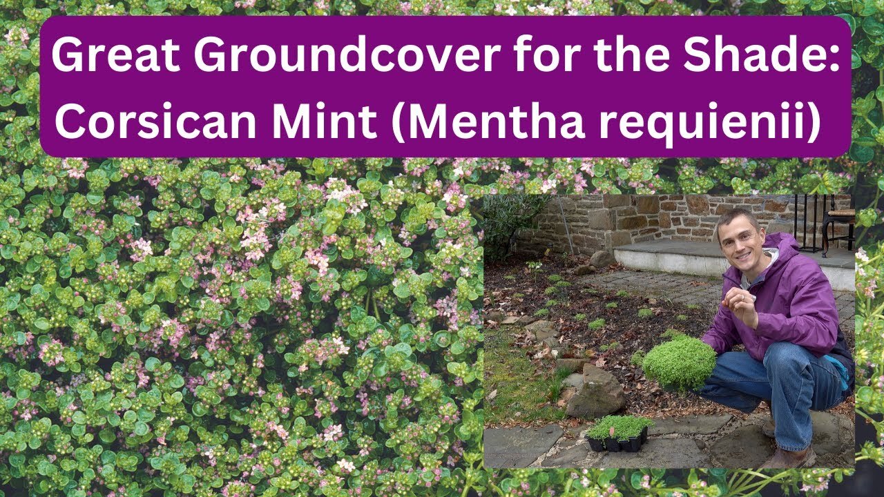 Video thumbnail for Great Groundcover - Corsican Mint Mentha requienii - for the Shade Garden