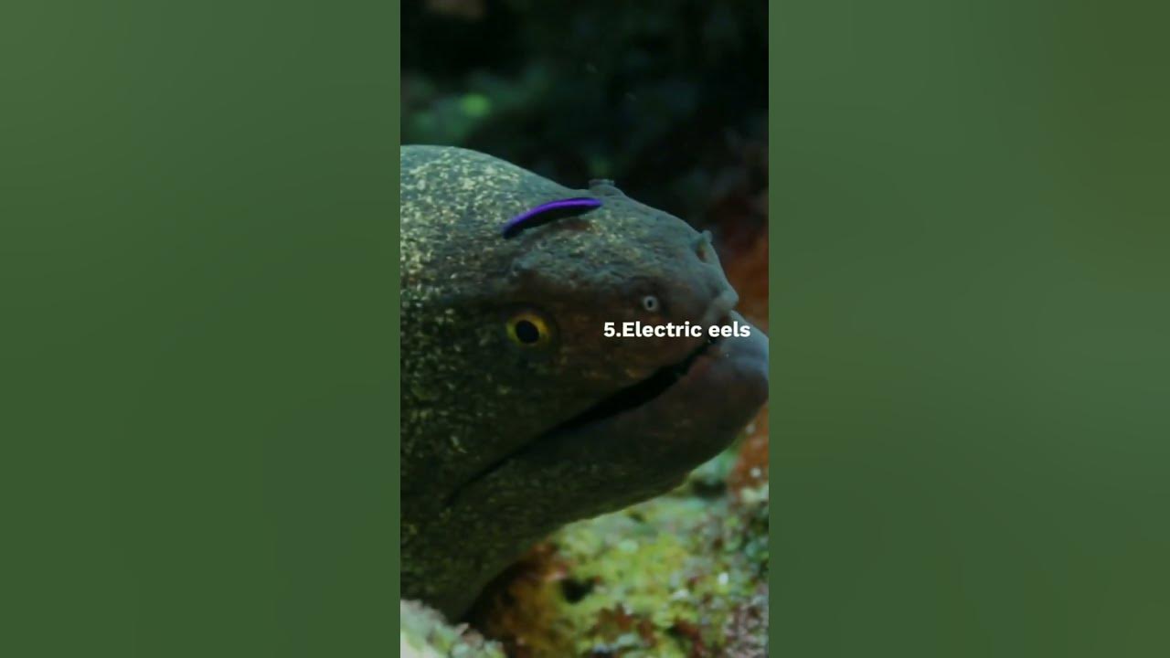 Video thumbnail for 10 Aquatics Marvels #shortsvideo #shorts #short #viral