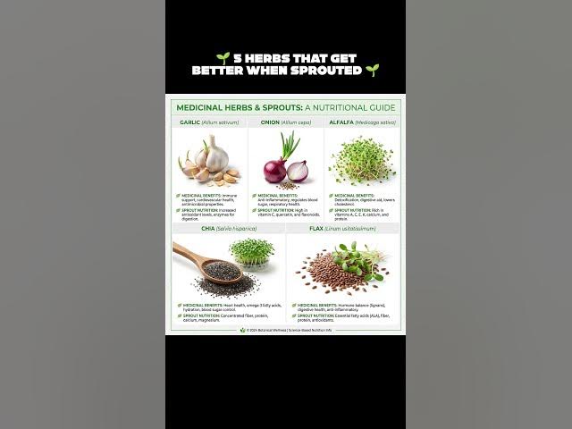 🌱 5 Herbs That Get BETTER When Sprouted 🌱