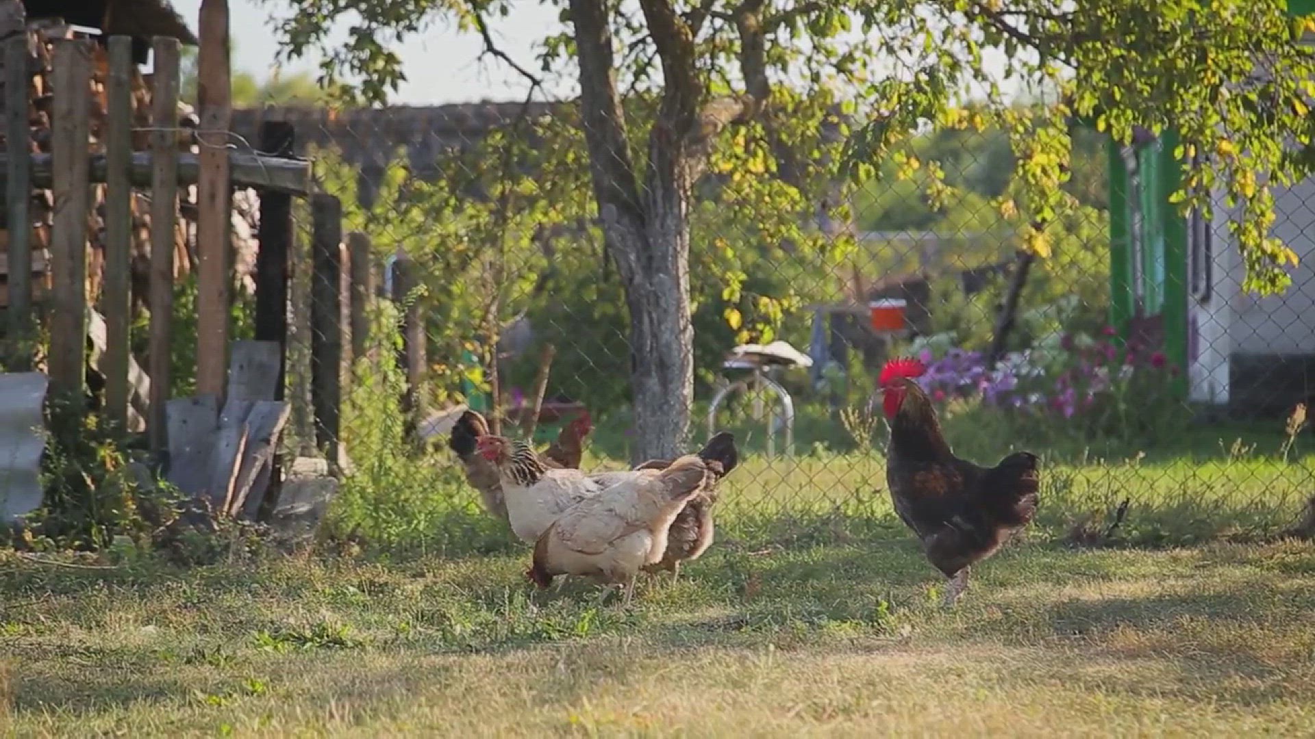 'Video thumbnail for Essential Chicken Supplies Every Owner Should Know'
