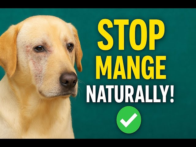 Video thumbnail for 7 Easy Home Remedies for Mange in Dogs (Safe & Natural Step-By-Step!)