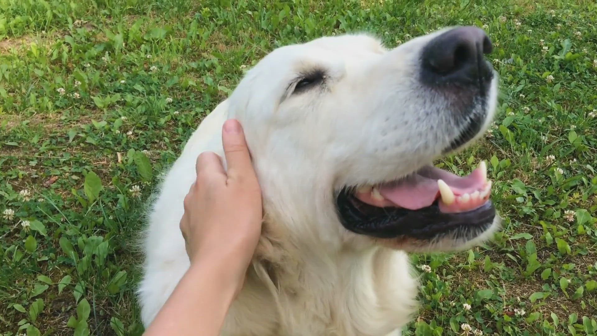 'Video thumbnail for The Secret Language of Pets: Understanding Barks and Meows'