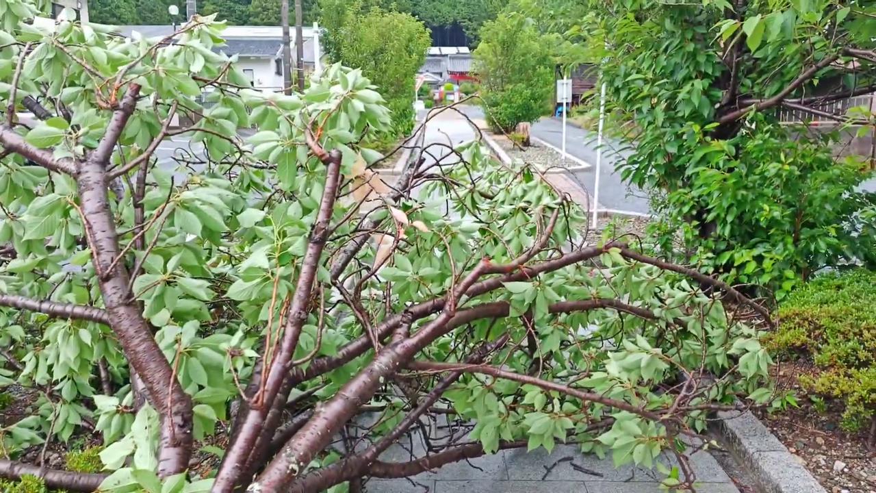 Video thumbnail for Japan: Typhoon Jangmi’s Violent Winds Bring Down Trees in Their Path 5.