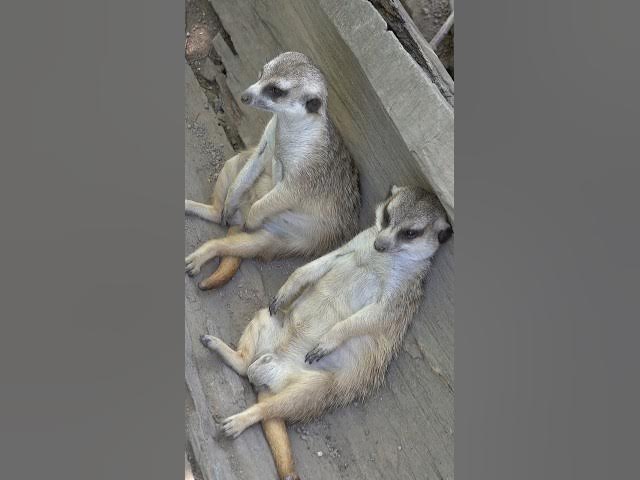 Video thumbnail for When the "Honeymoon" lasts only 5 seconds... 😭 Meerkats! #shorts