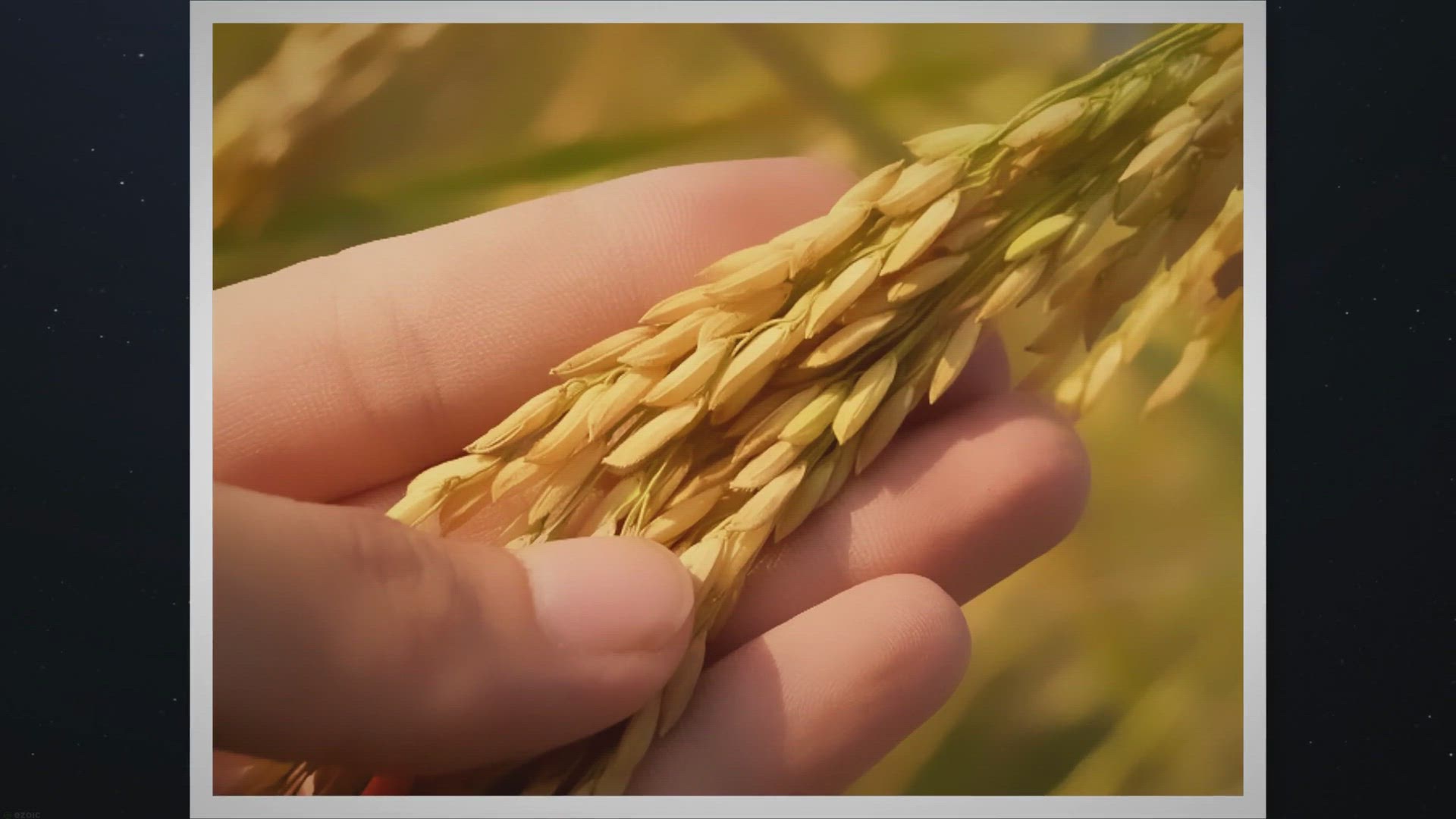 Video thumbnail for Which is the best Rice for daily use?