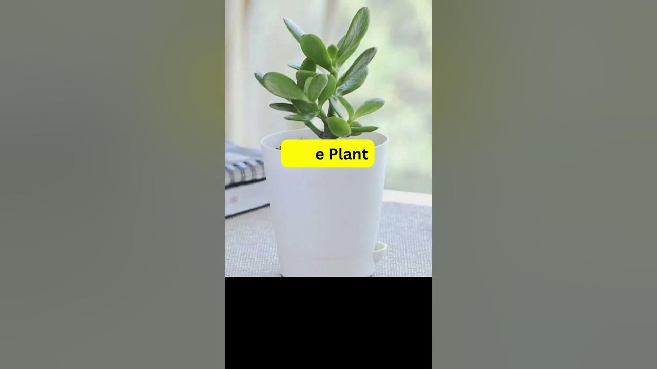 Video thumbnail for Fast Growing Indoor Plants; Part- I; #shorts #short