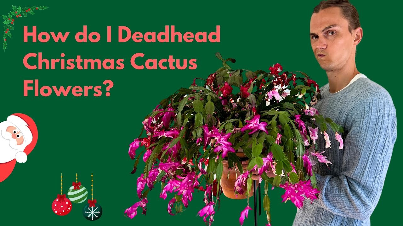 Video thumbnail for Christmas Cactus Deadheading: How to Correctly Remove Old Flowers - After Bloom Care