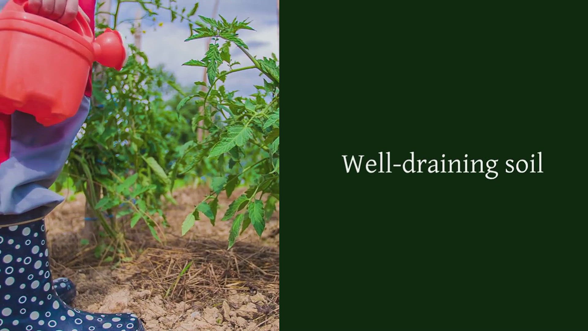 'Video thumbnail for How to Grow Sage in Your Garden'