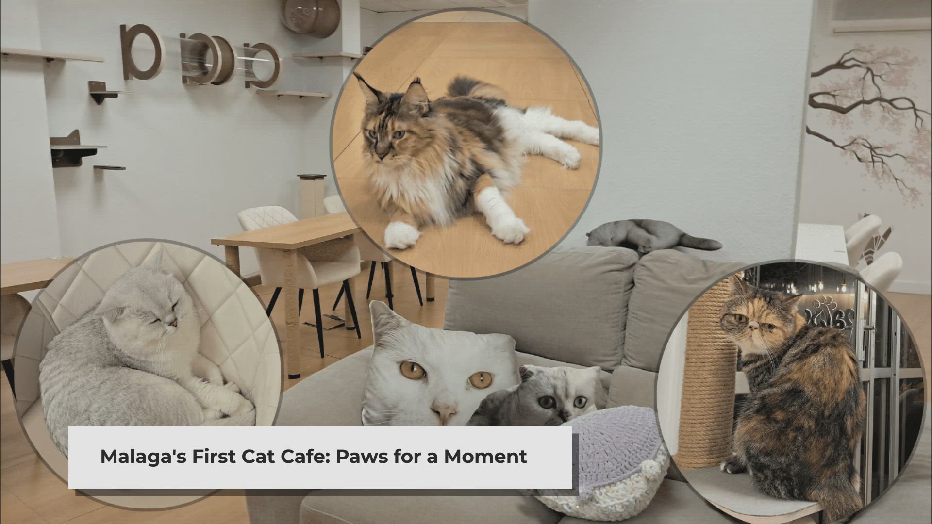 'Video thumbnail for Malaga's First Cat Cafe: Coffee and Companionship'