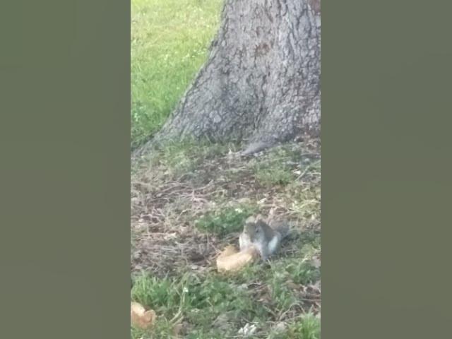 Video thumbnail for Squirrel Eating Some Pizza Bread