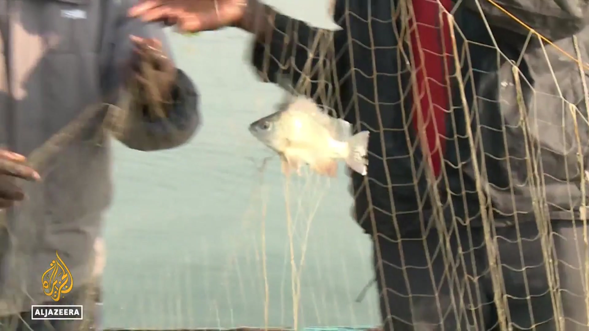 'Video thumbnail for Tackling an environmental crisis: Kenyan start up turns water hyacinth to bioplastic'