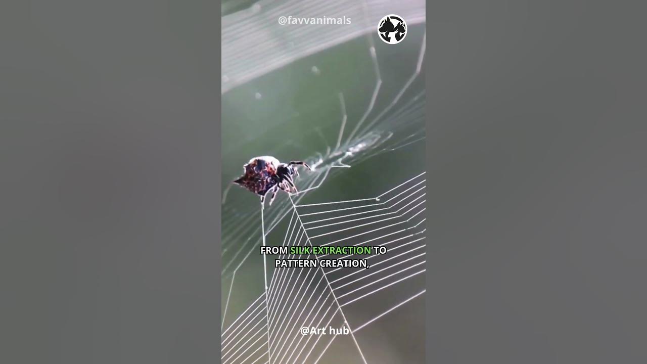 Video thumbnail for Spider Symphony: The Art of Web Weaving in Slow Motion #shorts #spider