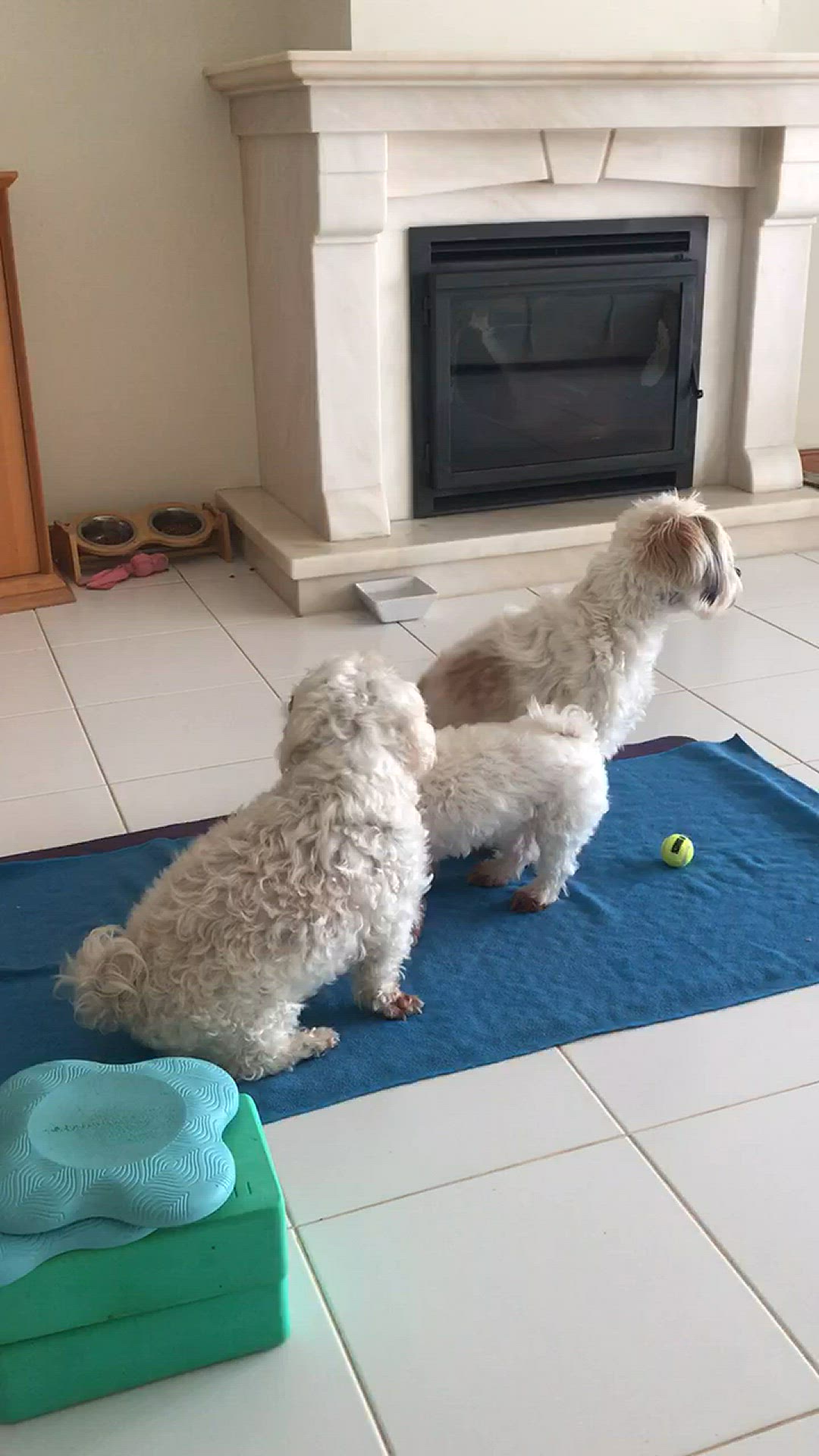 Video thumbnail for When the yoga mat is out the dogs are about!