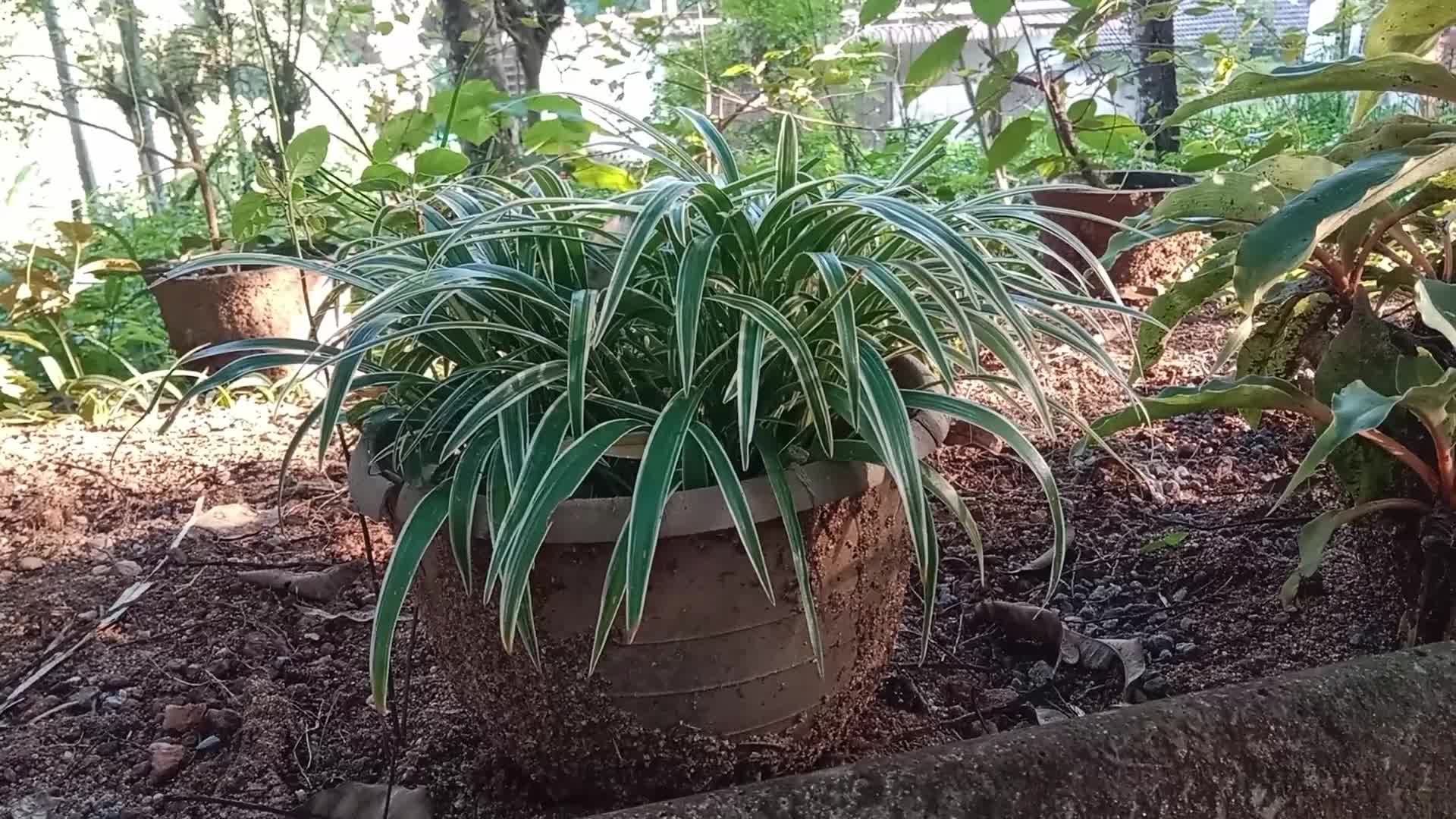 Video thumbnail for Spider Plant