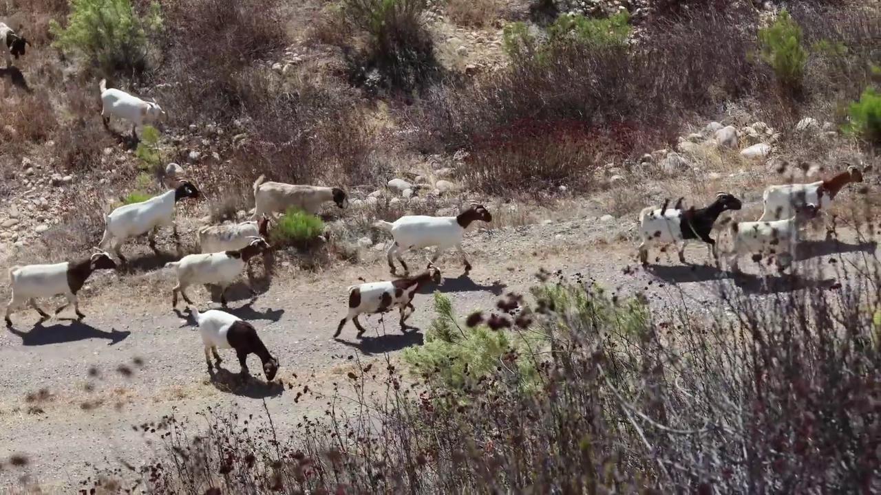 Video thumbnail for US: 400 Goats Set Loose To Help Rescue California From Wildfires.