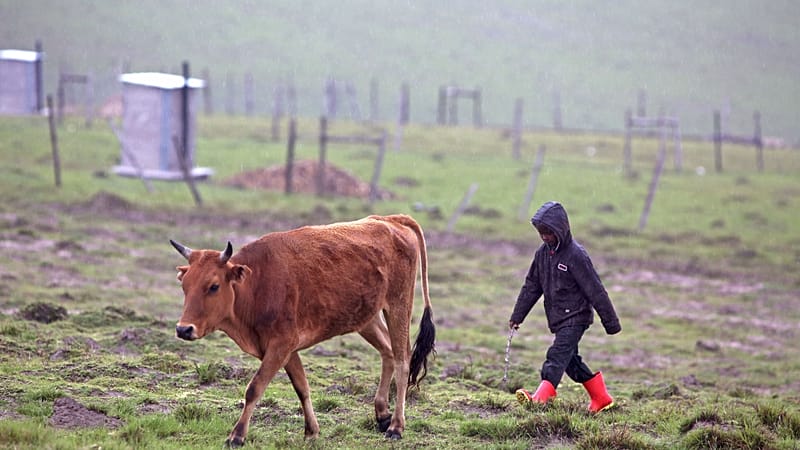 Video thumbnail for South Africa produces first local vaccine to combat foot-and-mouth disease