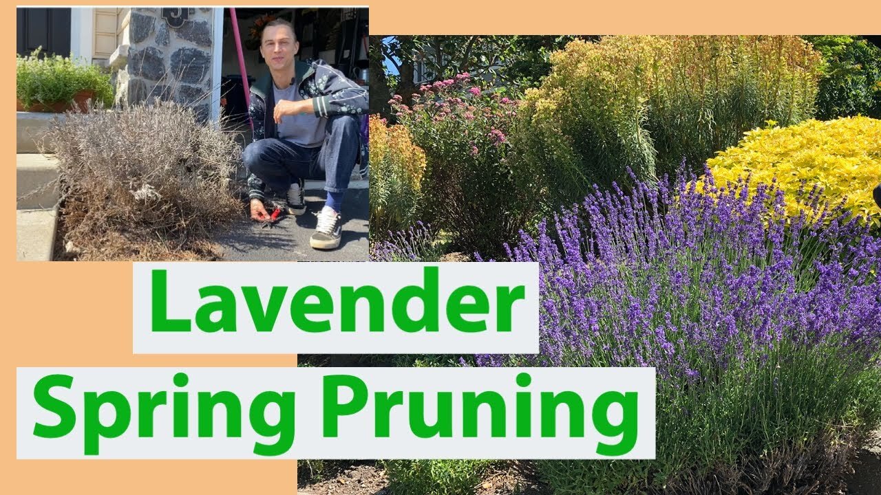 Video thumbnail for Lavender Spring Pruning Guide