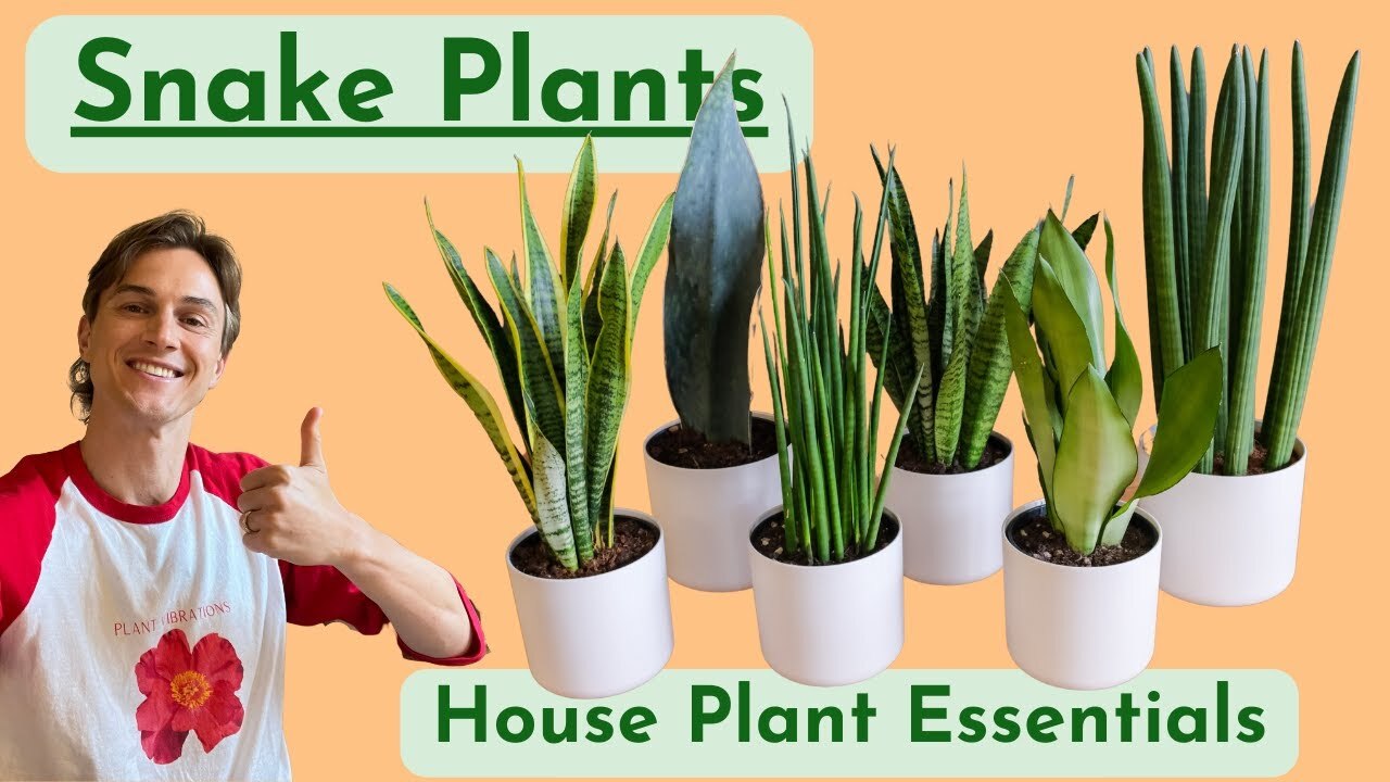 Video thumbnail for Snake Plants - Complete Care - Houseplant Basics - Low Maintenance