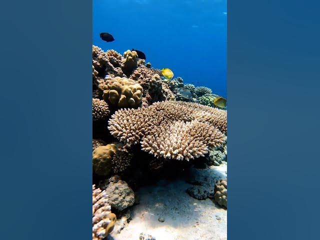 Video thumbnail for #hindirhymes #machlijalkiranihai #machali