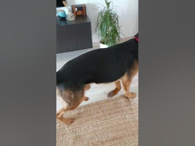 Video thumbnail for GSD 101 VID 20230917 153557