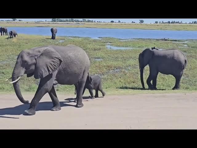 Video thumbnail for Mighty Elephants of Chobe National Park Botswana