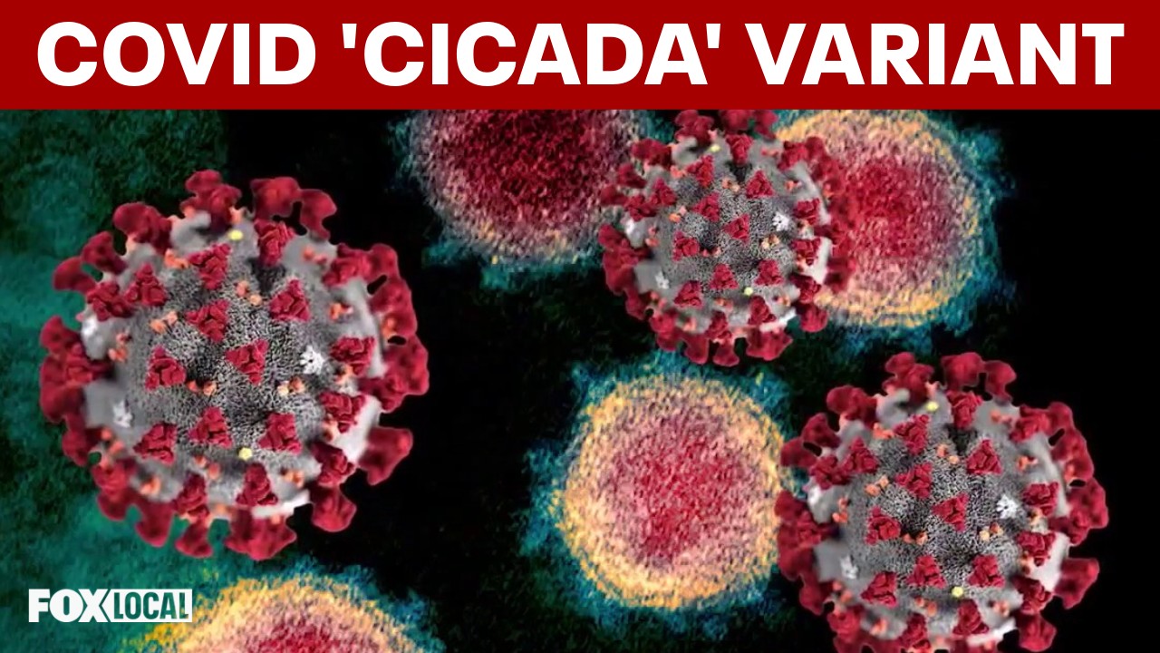Video thumbnail for New COVID variant ‘Cicida’: What doctors say about symptoms, spread and risk