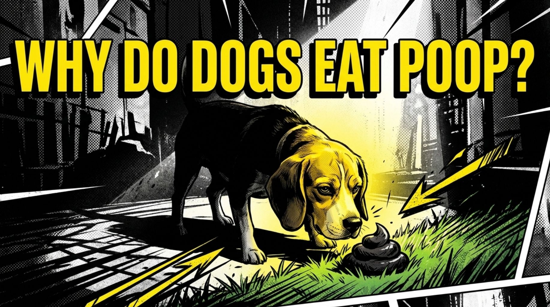 Video thumbnail for Why Do Dogs Eat Poop and How To Stop Them?