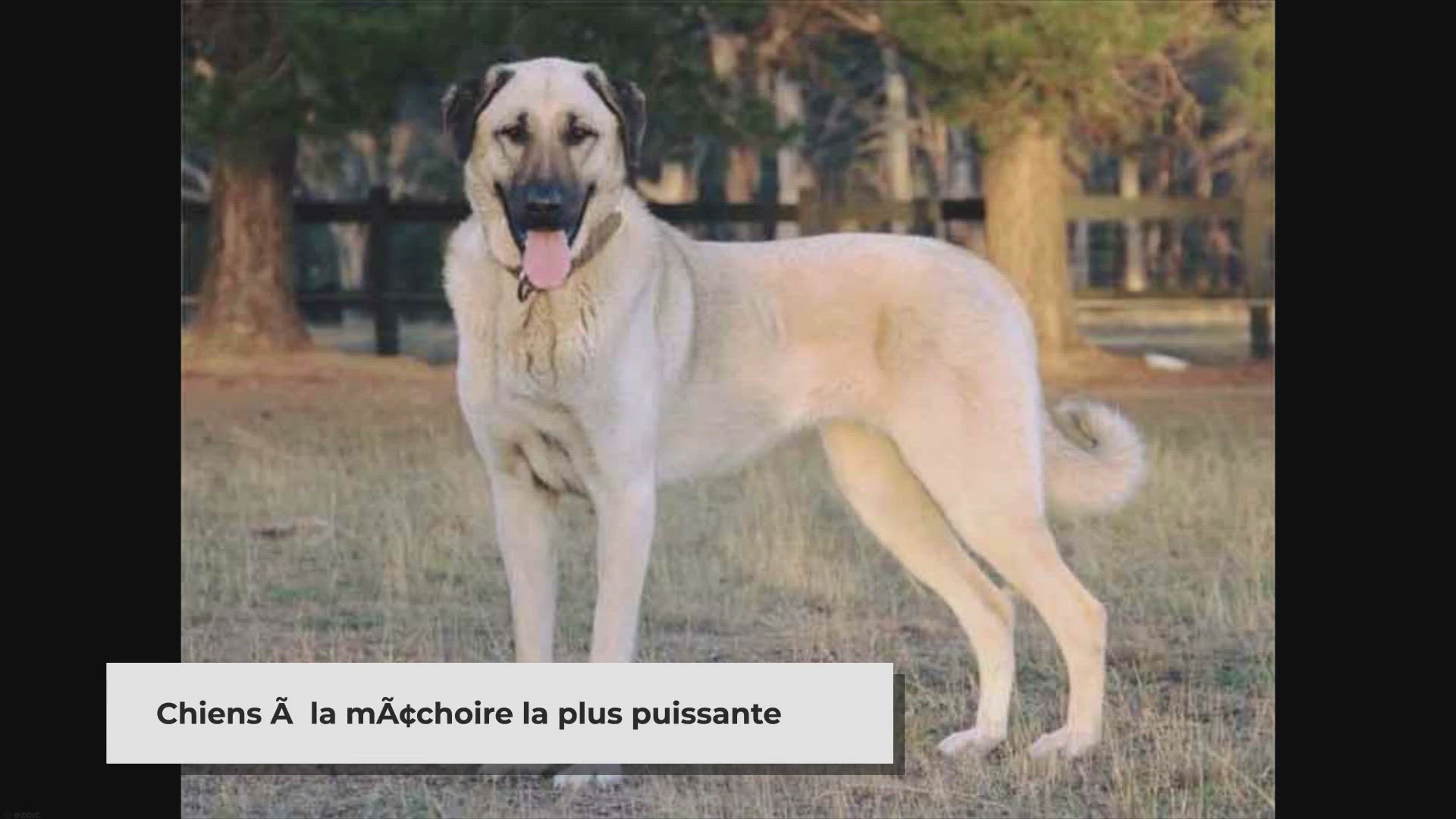 Video thumbnail for Quel chien à la machoire la plus puissante (classement)