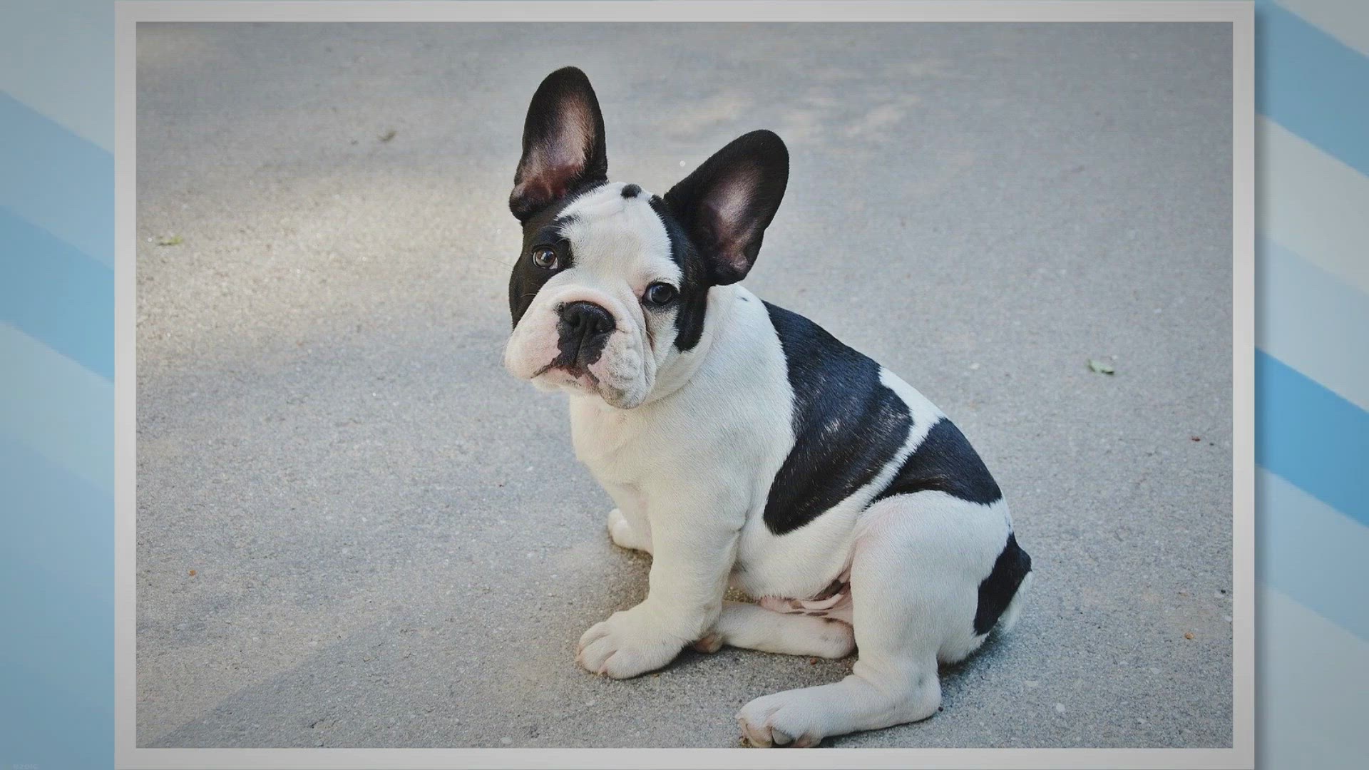 Video thumbnail for French Bulldog Shelter Dogs: Key Considerations for a Successful Adoption Journey