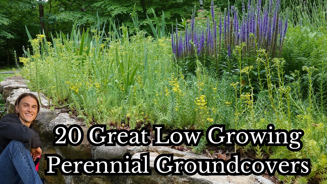 Video thumbnail for Add These 20 Low Growing Perennials - Groundcovers - Low Maintenance - Reduce Weeds & Mulch