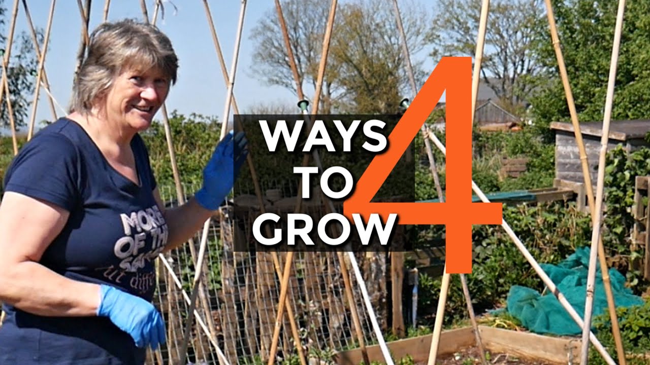 Video thumbnail for BEST Support for Climbing Beans (2020)