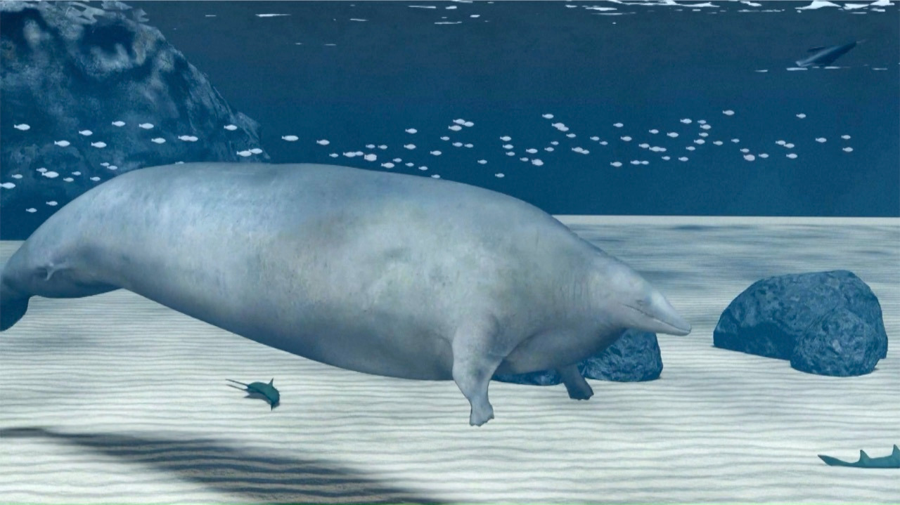 Video thumbnail for Ancient whale fossil may be Earth's largest creature ever