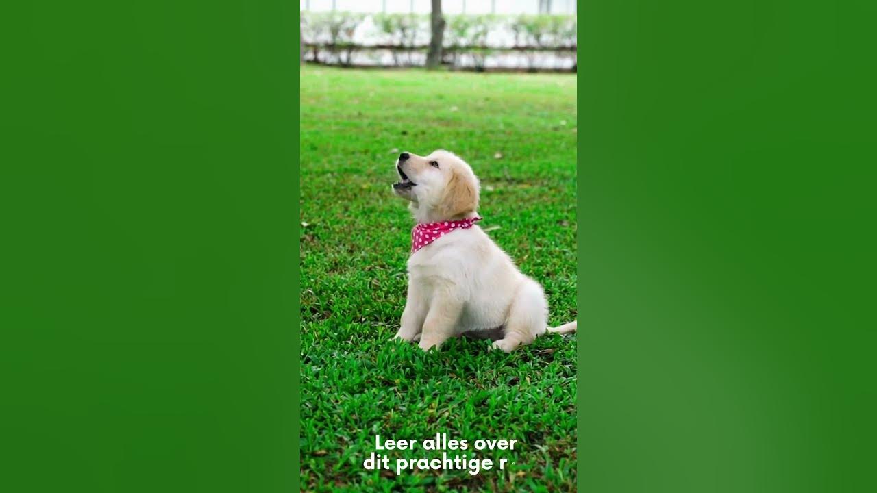 Video thumbnail for Leer alles over je favoriete huisdieren